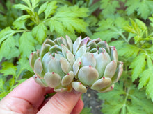 Load image into Gallery viewer, Momentum