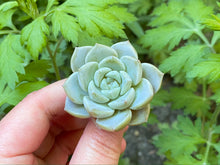 Load image into Gallery viewer, Echeveria Pink spot