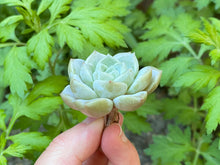 Load image into Gallery viewer, Echeveria Pink spot flower