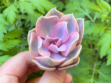 Load image into Gallery viewer, echeveria rainbow flower