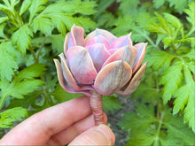 Load image into Gallery viewer, Echeveria rainbow