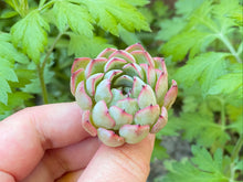 Load image into Gallery viewer, Echeveria mexensis Zaragoza Edge