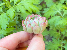 Load image into Gallery viewer, Echeveria mexensis Zaragoza Edge Flower