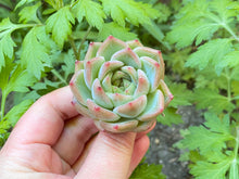 Load image into Gallery viewer, Echeveria Snow Angel