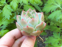 Load image into Gallery viewer, echeveria snow angel flower