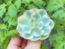 Load image into Gallery viewer, Echeveria Lenore Dean