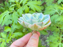 Load image into Gallery viewer, Echeveria Lenore Dean flower