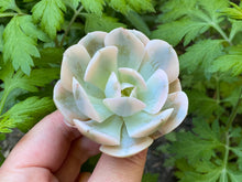Load image into Gallery viewer, Echeveria agavoides Akaihosi