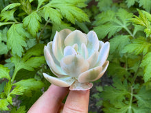 Load image into Gallery viewer, Echeveria agavoides Akaihosi