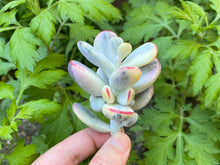 Load image into Gallery viewer, Cotyledon orbiculata cv variegated