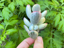 Load image into Gallery viewer, orbiculata cv variegated