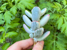 Load image into Gallery viewer, Cotyledon orbiculata cv variegated flower