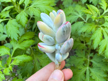 Load image into Gallery viewer, orbiculata cv variegated flower