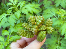 Load image into Gallery viewer, Crassula Mermaid