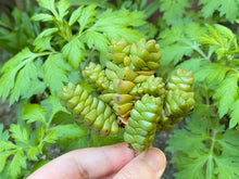 Load image into Gallery viewer, Crassula Mermaid