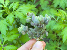Load image into Gallery viewer, Delosperma echinatum variegated