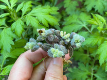 Load image into Gallery viewer, Delosperma echinatum flower