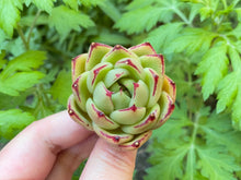 Load image into Gallery viewer, Echeveria Ebony