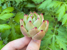 Load image into Gallery viewer, Echeveria Ebony flower