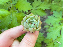 Load image into Gallery viewer, single head flower