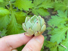 Load image into Gallery viewer, Echeveria Primavera