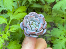 Load image into Gallery viewer, Pink with farina