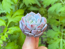 Load image into Gallery viewer, Pink with farina flower