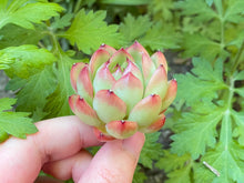 Load image into Gallery viewer, Echeveria ball - single Head