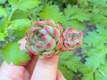 Load image into Gallery viewer, Echeveria ball