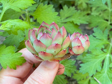 Load image into Gallery viewer, echeveria ball flower