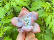 Load image into Gallery viewer, Raon - single head flower