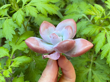 Load image into Gallery viewer, Raon - single head