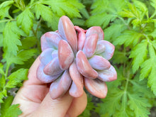 Load image into Gallery viewer, Raon