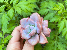 Load image into Gallery viewer, Raon flower