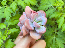 Load image into Gallery viewer, Raon