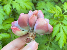 Load image into Gallery viewer, best Raon flower