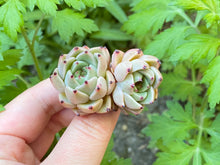 Load image into Gallery viewer, Echeveria Primavera