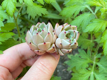 Load image into Gallery viewer, echeveria primavera flower