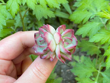 Load image into Gallery viewer, Echeveria Mose