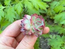 Load image into Gallery viewer, Echeveria Mose