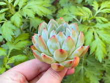 Load image into Gallery viewer, Echeveria Snow Queen flower