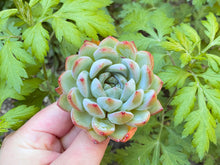 Load image into Gallery viewer, Echeveria Snow Queen