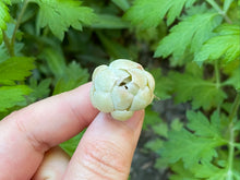 Load image into Gallery viewer, Echeveria Dalpi