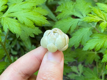 Load image into Gallery viewer, Echeveria Dalpi flower