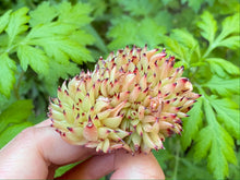 Load image into Gallery viewer, Challenger Story Crested