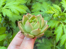 Load image into Gallery viewer, Echeveria Spicy flower