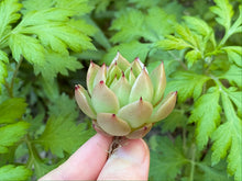 Load image into Gallery viewer, echeveria spicy flower