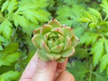 Load image into Gallery viewer, Echeveria Spicy