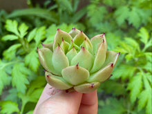 Load image into Gallery viewer, spicy green flower