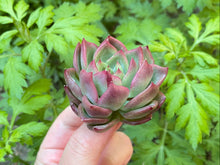 Load image into Gallery viewer, Echeveria Love letter - single head